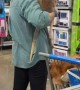 Woman Brings Her Pet Kangaroo to Walmart