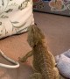 Bearded Dragon Tries to Climb Up Pillow