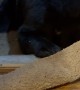 Sleepy Bear Tries To Hibernate In Rug