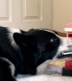Border Collie Sends Letters to Santa