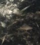 Thousands of Small Fish Jump From Water