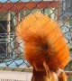 Red Squirrel Takes Balcony Treats