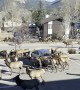 Huge Elk Herd Passes Through Estes Park