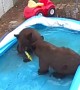 Four Bears Play In Backyard Pool