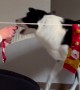 Border Collie Hangs Christmas Socks on Clothesline
