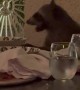 Polite Raccoon Eats Leftovers At Restaurant