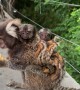 Marmoset Monkey Carries Babies on Back