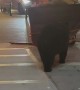 Black Bear Raids Dumpster in Downtown Gatlinburg