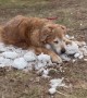 Golden Retriever Holds on to Last Bit of Snow