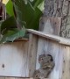 Adorable Baby Squirrels Peek Out of Their House