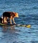 Golden Retriever Surfs Jersey Shore