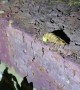 Man Finds a Glow-Worm in His Backyard