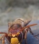 Hornet Wards Off Ants