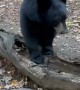 Black Bear Cub Afraid Of Bubbles