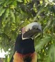 Collared Aracari Toucan Rams Window
