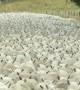 Rush Hour in New Zealand
