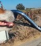 Jack Russell Terrier Enjoys a Motorcycle Ride