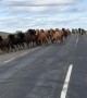 Icelandic Horses Ride To Countryside