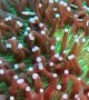 Mushroom Coral Pipefish