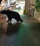Black Bear Boldly Takes Leftovers