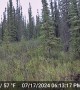 Bear Chases Moose Family Into Pond