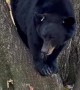 Sleepy Bear Rests in Tree