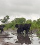 Elephant Slips in Muddy Puddle