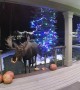Moose Munches on Halloween Pumpkins