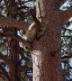 Young Bobcat Hides in a Tree