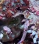 Crab Camouflages With Carried Sea Anemones
