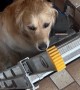 Golden Retriever Follows His Human Up Ladder