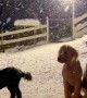 Goldendoodle Gang Gather In The Snow