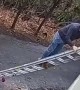 Ladder Falls Down With Man on It