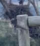 Baby Eagle Uses Wind to Practice Flying