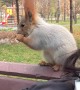 Sharing a Snack With a Friendly Squirrel