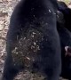 Bear Cubs Wrestle Over Hammock Rights