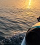 Dog Rides Jetski Into Sunset