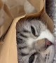 Cat Hides While Sibling Paws At Packaging