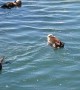 Family Of Sea Otters Play In Morro Bay