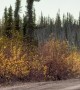 Two Bull Moose Headbutting on the Road