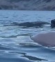 "Whale" Sighted At Icelandic Hot Spring