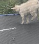 Goat Jumps On Trampoline