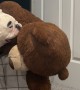 Bulldog Loves His Giant Teddy Bear