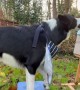 Enthusiastic Border Collie Plein Air Paints