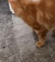 Orange Cat Turns Dinner Time Into Play Time