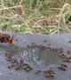 Hornet Preys on Ants