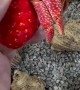 Strawberry Crab