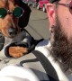 Cool Dachshund Cruises With Dad