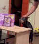 Clever Dog Deceives Test of Patience