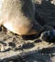 Elephant Seal Birth At Piedras Blancas Rookery
